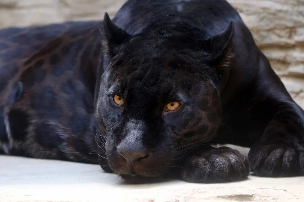 découvrez tout sur la panthère, son habitat, son mode de vie et ses particularités. apprenez-en plus sur cet animal fascinant qui évolue dans les régions sauvages.