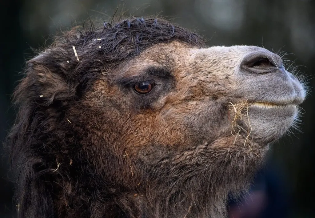 découvrez le monde fascinant des chameaux, ces animaux emblématiques des déserts. apprenez tout sur leur habitat, leur comportement et leur rôle essentiel dans les cultures nomades. explorez leur incroyable capacité d'adaptation et les différents types de chameaux qui peuplent notre planète.