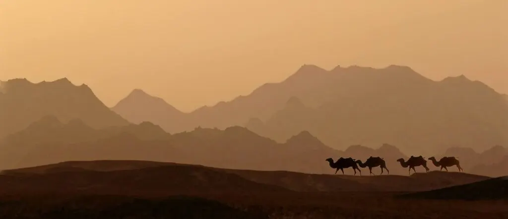 découvrez l'univers fascinant des chameaux, ces créatures majestueuses du désert, symboles de résilience et d'adaptation. plongez dans leur mode de vie, leur importance culturelle et leur rôle unique dans l'écosystème désertique.