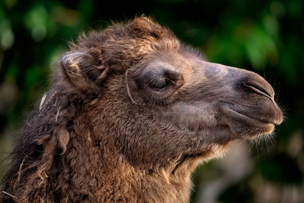 découvrez tout sur les chameaux, ces animaux fascinants et emblématiques des déserts. apprenez leur biologie, leur habitat, leur comportement et leur importance culturelle à travers le monde.