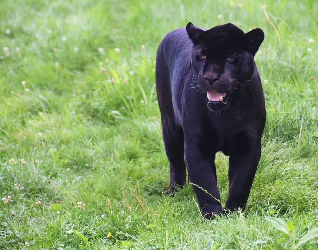 découvrez la collection de vêtements panther pour un style sauvage et audacieux. des vêtements à l'image de la puissance et de l'élégance du félin.