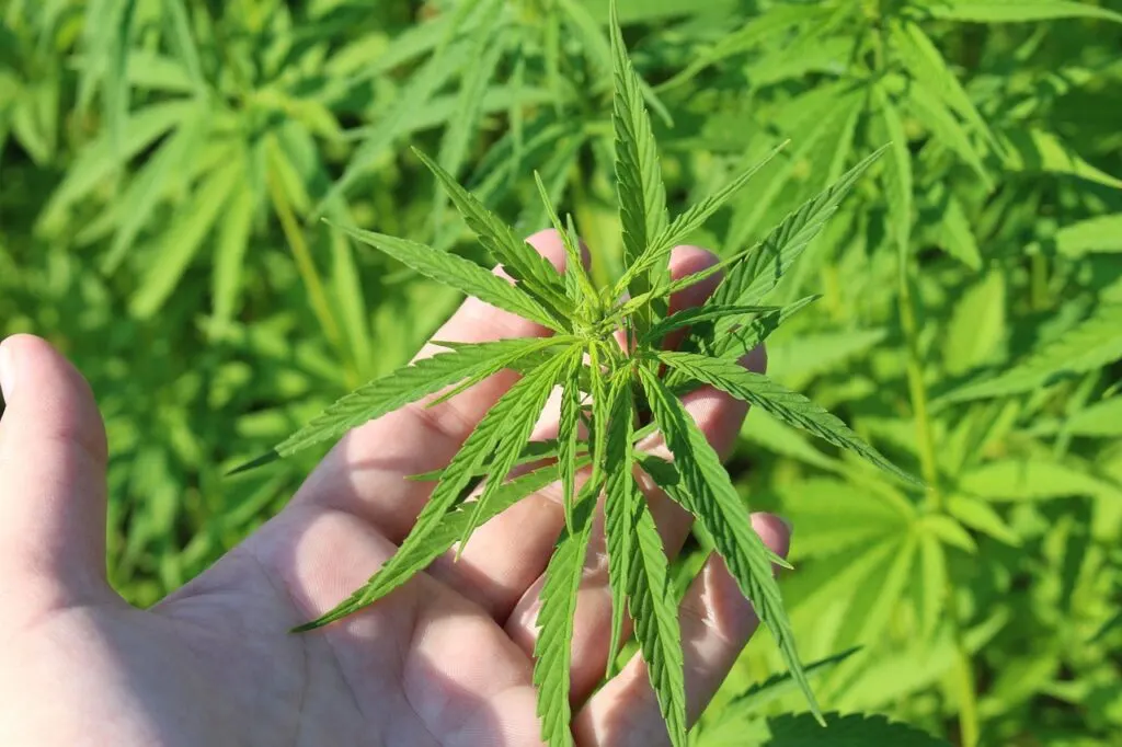 découvrez tout ce qu'il faut savoir sur le cannabis : ses origines, ses usages médicaux et récréatifs, ainsi que les législations en vigueur. informez-vous sur ses effets, des conseils pour la consommation responsable et les dernières actualités concernant cette plante aux multiples facettes.