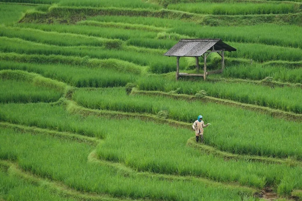 découvrez les enjeux de l'agriculture moderne, les pratiques durables et les innovations technologiques qui transforment le secteur agricole. informez-vous sur les tendances, les défis et les solutions pour un avenir agroécologique.