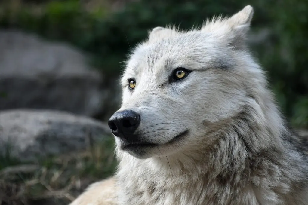 découvrez le monde fascinant des loups, ces créatures majestueuses qui vivent en meute et jouent un rôle essentiel dans l'écosystème. apprenez tout sur leur comportement, leur habitat et les efforts de conservation pour protéger ces animaux emblématiques.