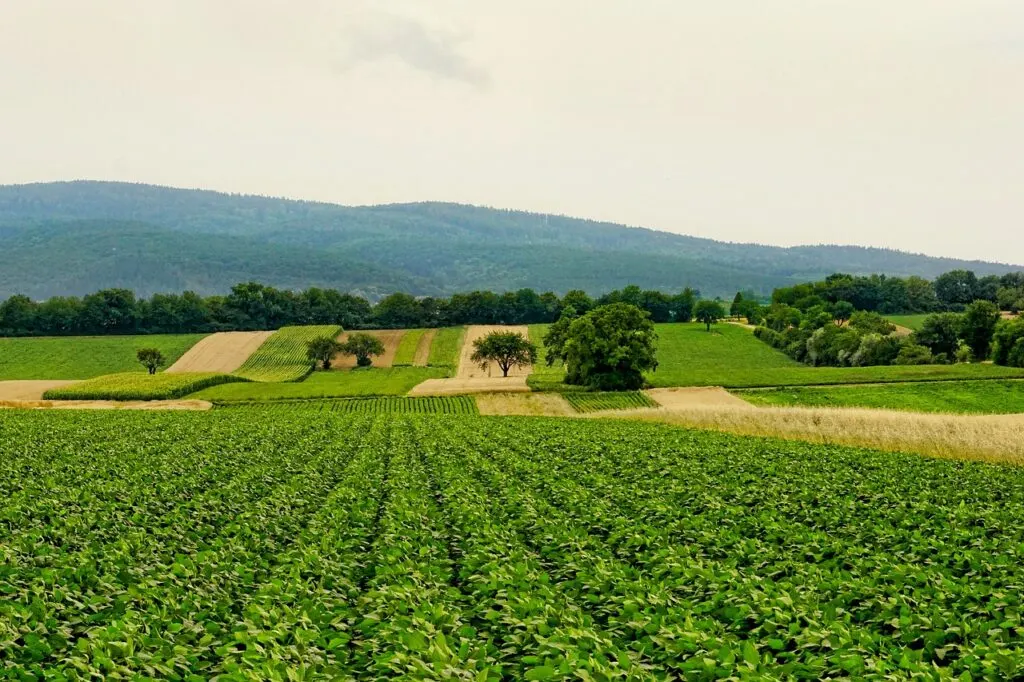 découvrez l'univers de l'agriculture : pratiques durables, innovations technologiques et enjeux environnementaux. explorez comment l'agriculture moderne façonne notre alimentation et préserve notre planète.