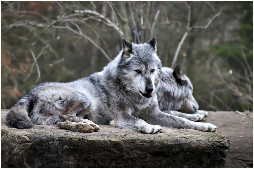 découvrez l'univers fascinant des loups, ces créatures majestueuses et mystérieuses. explorez leur comportement, leur habitat et leur rôle essentiel dans l'écosystème. plongez dans des faits fascinants sur ces animaux emblématiques et apprenez comment ils interagissent avec leur environnement.