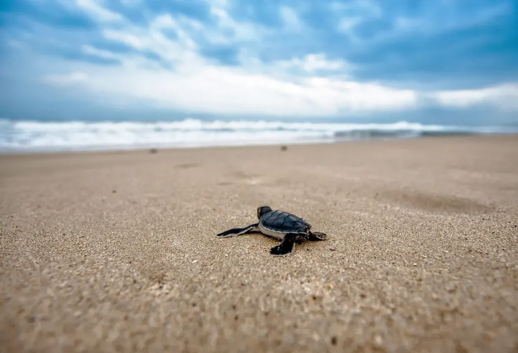 découvrez le fascinant monde des nouveau-nés de tortue ! plongez dans leur incroyable parcours depuis l'éclosion jusqu'à leur première nage en mer. un voyage captivant au cœur de la nature.