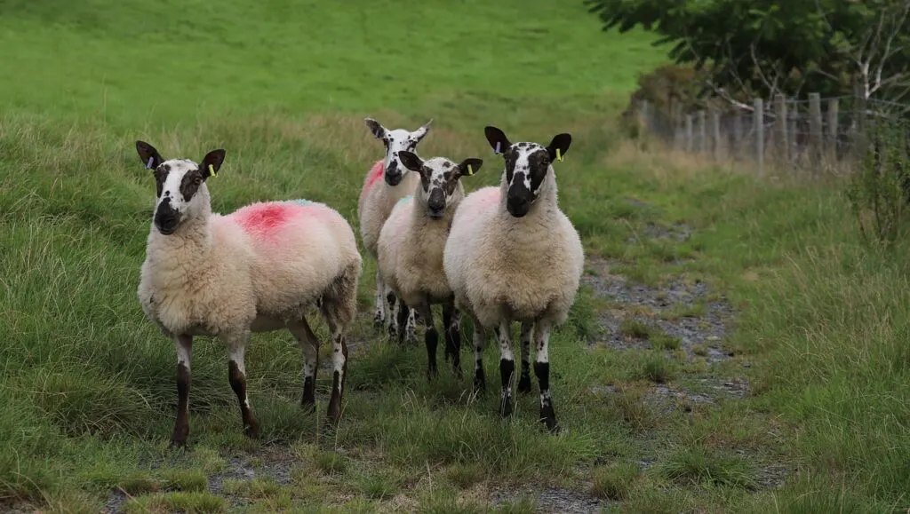découvrez l'univers fascinant des ovins, des animaux précieux pour l'agriculture. apprenez tout sur leur élevage, leur alimentation et leur importance dans la production de laine, de viande et de produits laitiers.