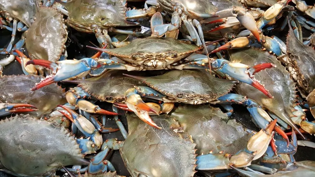 découvrez les conséquences de l'invasion des crabes bleus sur les écosystèmes marins. apprenez comment cette espèce opportuniste affecte la biodiversité et les efforts de conservation dans les zones touchées. un regard approfondi sur les défis et les solutions face à cette montée en puissance des crabes bleus.