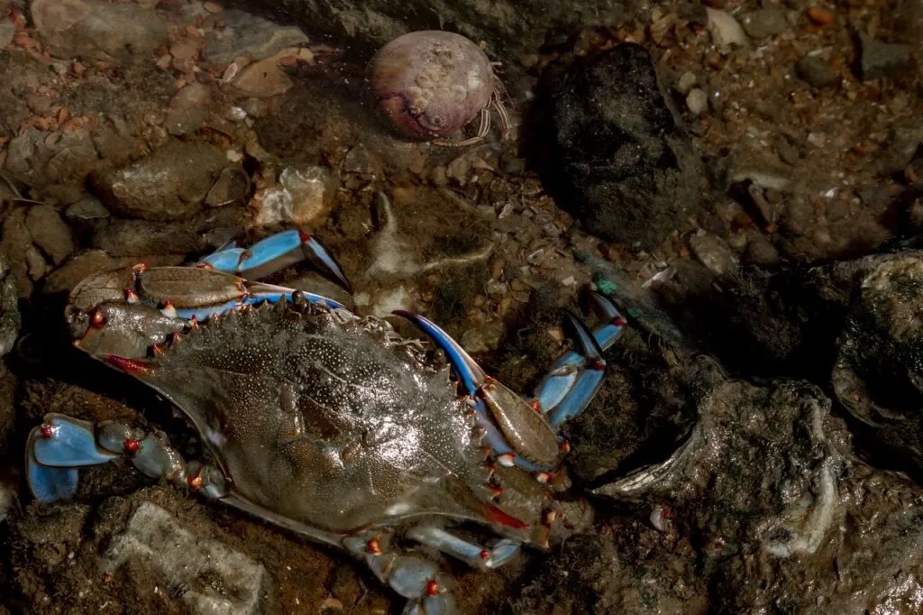 découvrez l'invasion des crabes bleus et ses impacts sur les écosystèmes marins. un phénomène fascinant qui soulève des questions sur la biodiversité et la gestion des espèces marines. apprenez-en davantage sur cette espèce envahissante et son influence sur nos côtes.