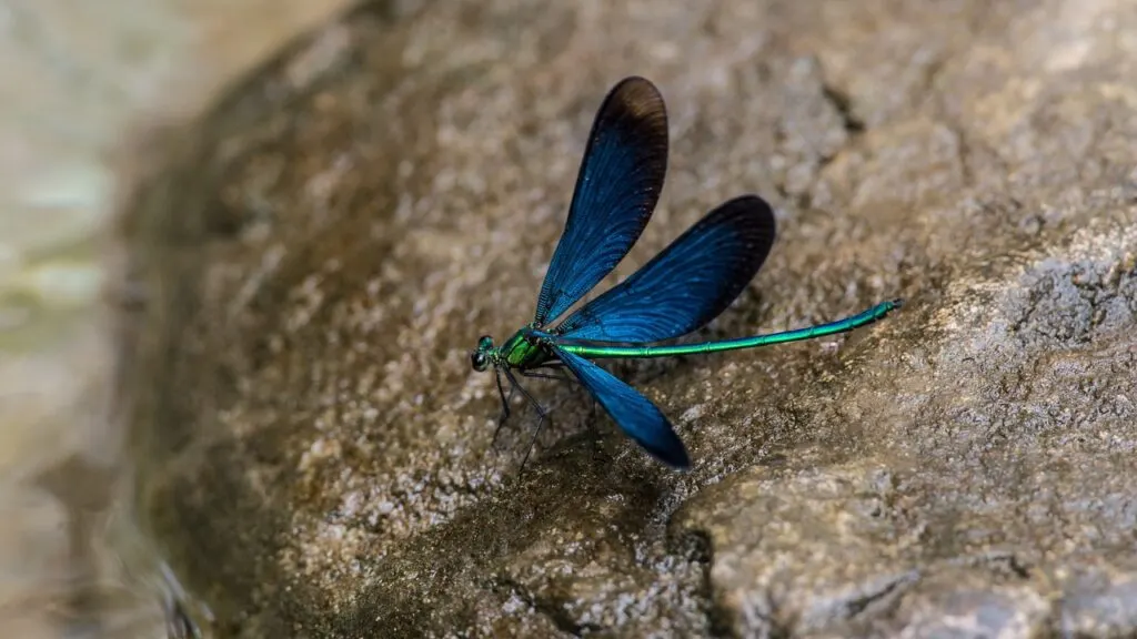 découvrez le géoparc, un espace naturel unique où la géologie rencontre la biodiversité. explorez des paysages époustouflants, apprenez sur les formations rocailleuses et participez à des activités éducatives qui révèlent les merveilles de notre planète.