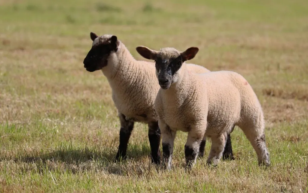 découvrez tout sur les ovins : leur élevage, leur alimentation, les différentes races et les techniques de soin. apprenez comment optimiser votre production ovine tout en respectant le bien-être animal.