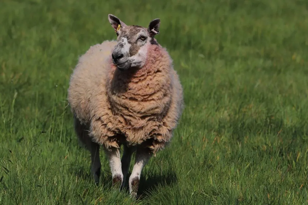 découvrez tout sur l'élevage ovin, des conseils pratiques pour prendre soin de vos moutons aux meilleures pratiques de gestion de troupeau, en passant par les aspects nutritionnels et sanitaires. apprenez à tirer le meilleur parti de votre exploitation ovine.