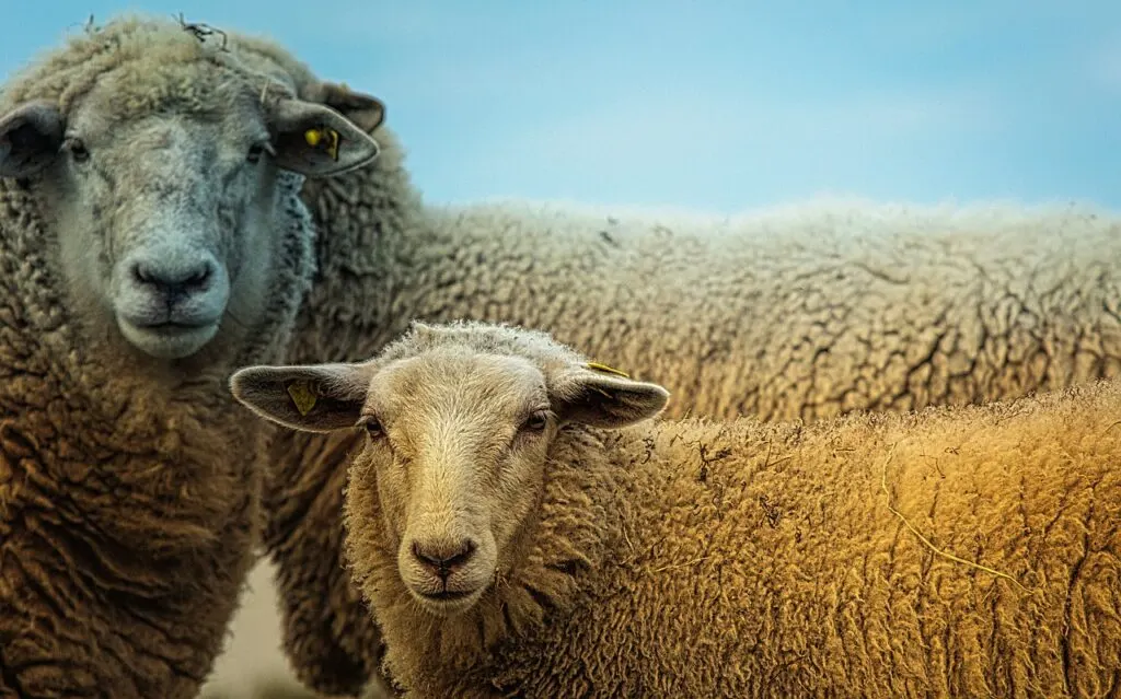 découvrez nos conseils essentiels pour la prévention de la fièvre chez les moutons. apprenez les meilleures pratiques pour maintenir vos animaux en bonne santé et minimiser les risques de maladies. assurez une croissance optimale et un bien-être maximum pour votre troupeau.