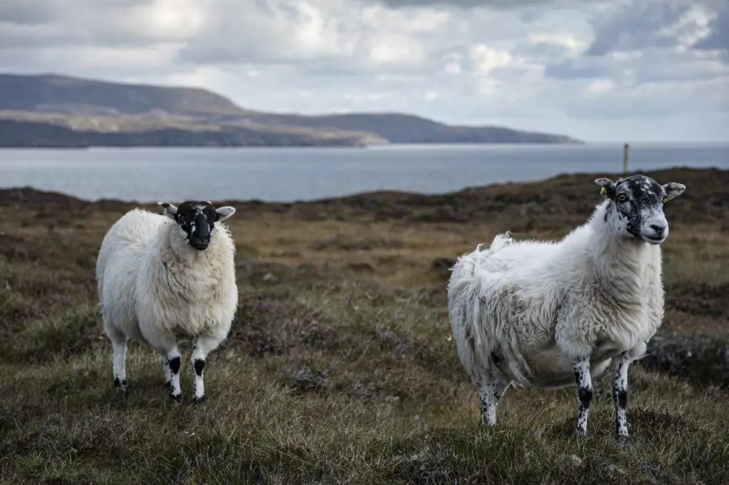 découvrez des conseils pratiques pour la prévention de la fièvre ovine. apprenez à protéger vos moutons contre cette maladie, à identifier les symptômes et à appliquer des mesures préventives efficaces pour assurer leur santé et leur bien-être.