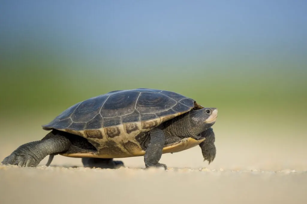 découvrez le fascinant voyage des petites tortues à leur éclosion. suivez-les alors qu'elles émergent de leurs œufs, affrontent les défis du monde sauvage et entament leur quête vers l'océan. une aventure touchante et inspirante sur la nature et la survie.