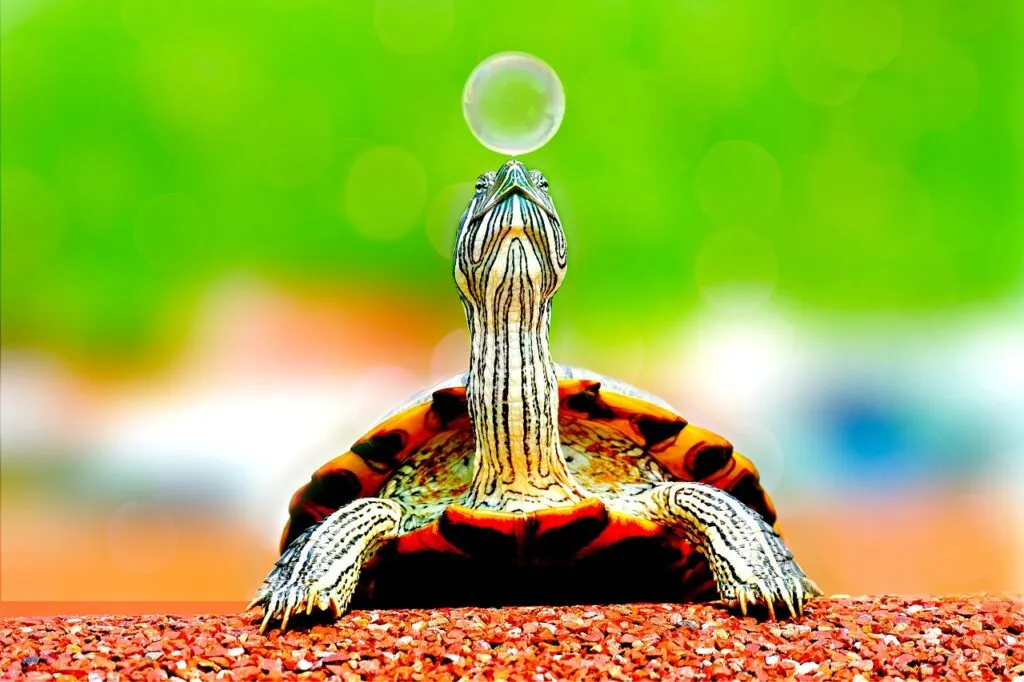 découvrez le fascinant monde des naissances de tortues marines et suivez le parcours des tortueaux en quête de leur survie. apprenez-en davantage sur leur habitat, leurs comportements et les défis qu'ils rencontrent dans leur voyage vers l'océan.
