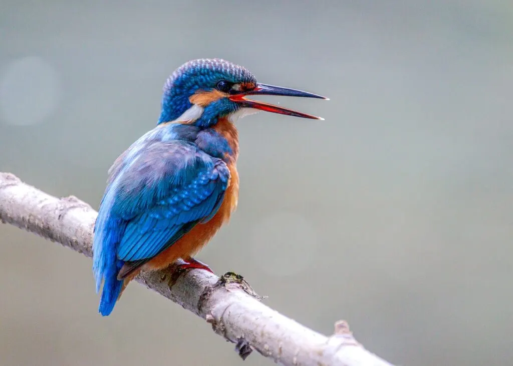 découvrez la richesse et la diversité des espèces d'oiseaux dans le monde. apprenez à reconnaître les différentes familles, leurs habitats, leurs comportements et leur rôle essentiel dans l'écosystème. explorez des informations fascinantes sur les oiseaux, de la mésange au pélican, et immergez-vous dans la beauté ornithologique.