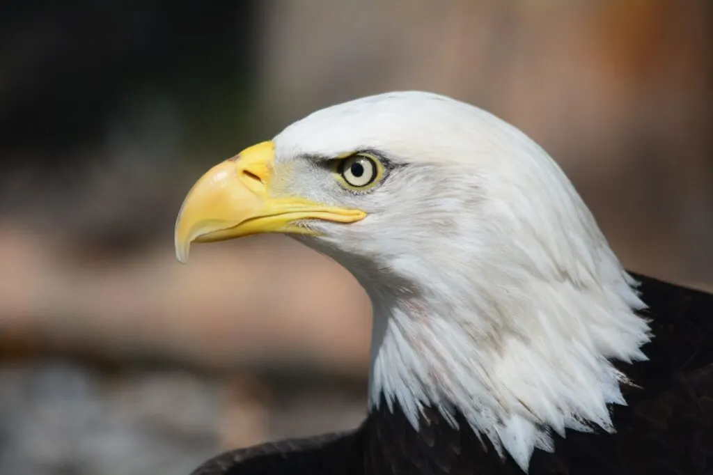 découvrez l'aigle, cet oiseau majestueux symbole de puissance et de liberté. apprenez-en plus sur ses caractéristiques, son habitat et son rôle essentiel dans l'écosystème.