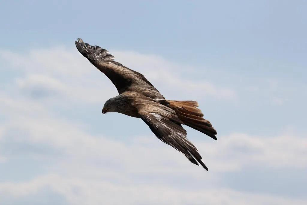 découvrez l'univers fascinant des aigles, ces majestueux rapaces aux ailes puissantes et aux talents de chasseurs exceptionnels. apprenez-en plus sur leur habitat, leur comportement et leur importance dans l'écosystème.