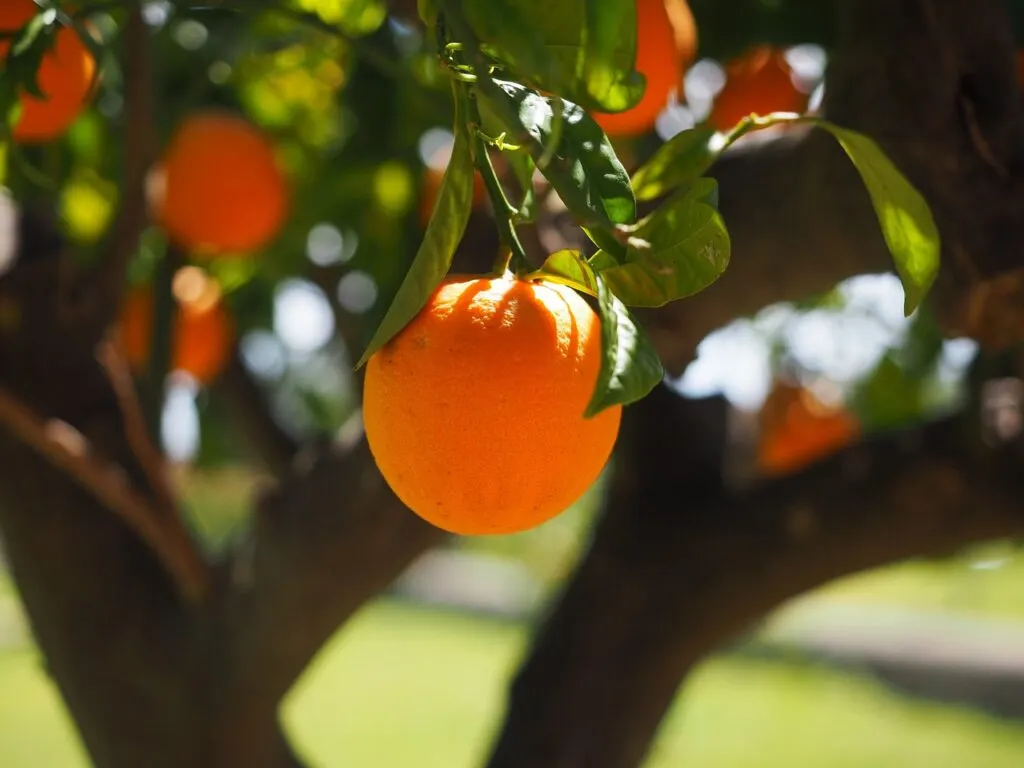 découvrez les dernières nouveautés et fonctionnalités de l'orange alert, votre outil indispensable pour rester informé en temps réel sur les événements importants et les alertes. ne manquez plus aucune information cruciale grâce à notre service fiable et réactif.
