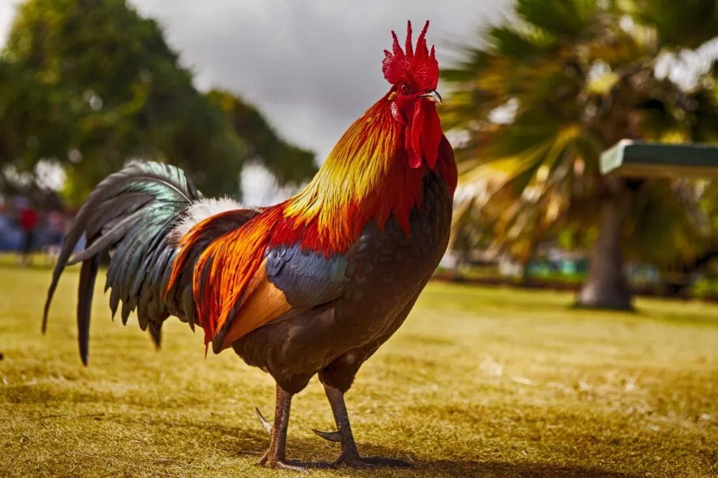 découvrez le charme et la culture du coq, symbole de fierté et d'énergie. explorez son rôle dans la tradition française, son importance dans l'élevage et son impact sur les arts. apprenez-en plus sur cet animal emblématique qui incarne la renaissance et la vitalité.
