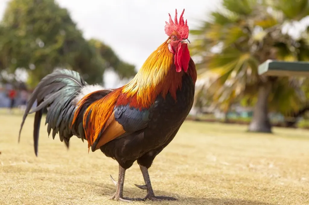 découvrez le coq, symbole de fierté et de renaissance, représentant la culture française et ses traditions. apprenez-en plus sur son rôle dans l'histoire, la ferme et la gastronomie.