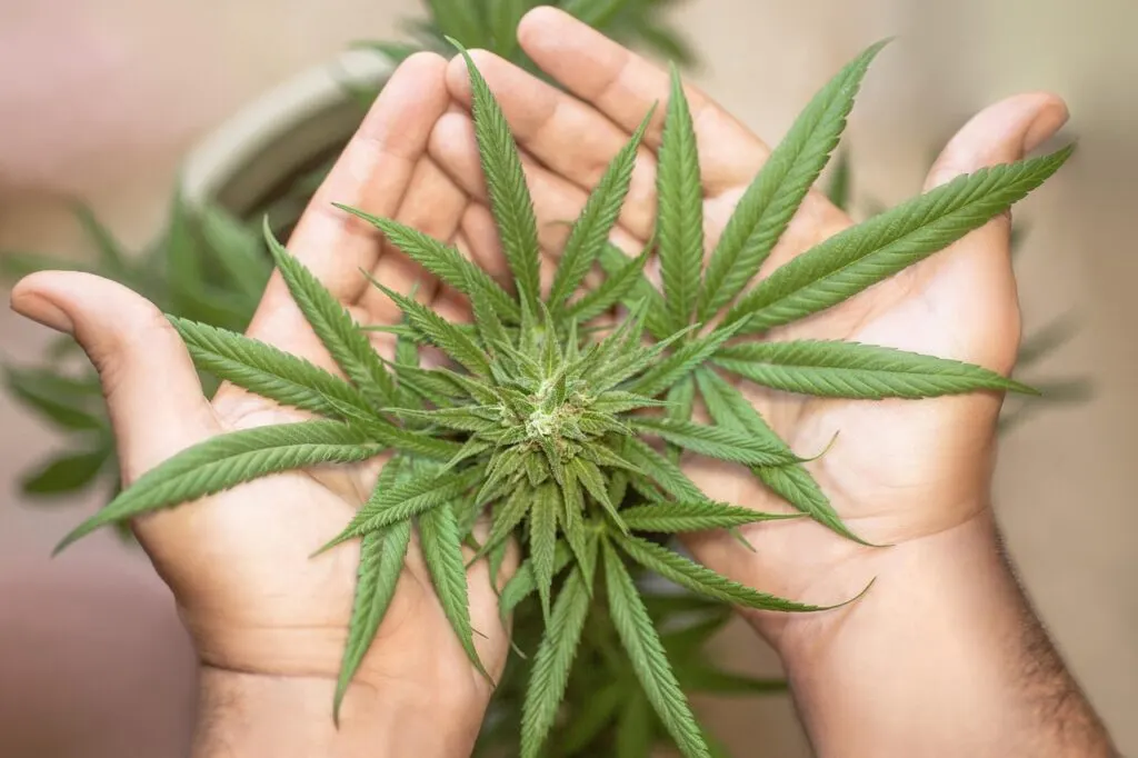 découvrez le monde fascinant du cannabis : ses variétés, ses usages médicinaux et récréatifs, ainsi que les dernières avancées législatives et scientifiques. informez-vous sur ses effets, ses bienfaits potentiels et les méthodes de culture.