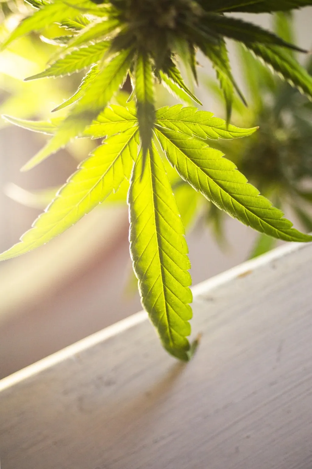 découvrez l'univers fascinant du cannabis : ses origines, ses variétés, ses usages médicaux et récréatifs, ainsi que les législations qui l'entourent. informez-vous sur ses effets, ses bienfaits potentiels et les tendances actuelles du marché du cannabis.