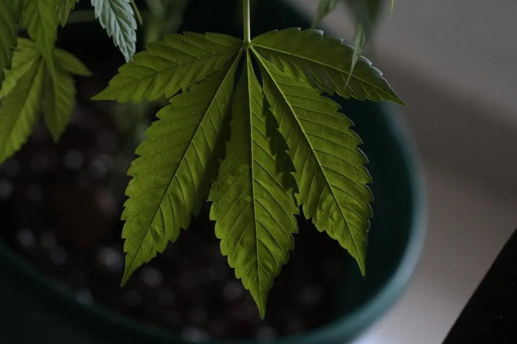 découvrez tout ce qu'il faut savoir sur le cannabis : ses variétés, ses effets, les lois qui l'entourent et ses usages thérapeutiques. plongez dans l'univers du cannabis, de la culture à la consommation, et informez-vous sur ses bénéfices et ses risques.