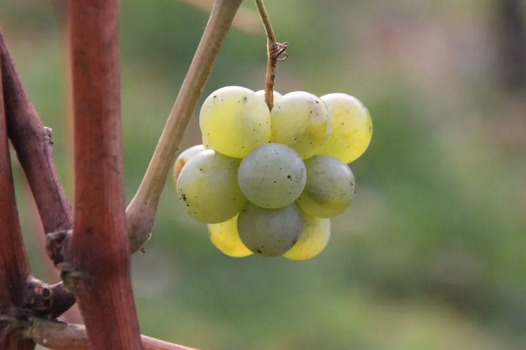 découvrez notre chardonnay exceptionnel, un vin raffiné aux arômes intenses de fruits frais et de notes boisées. parfait pour accompagner vos moments de convivialité, il saura séduire les amateurs comme les connaisseurs.