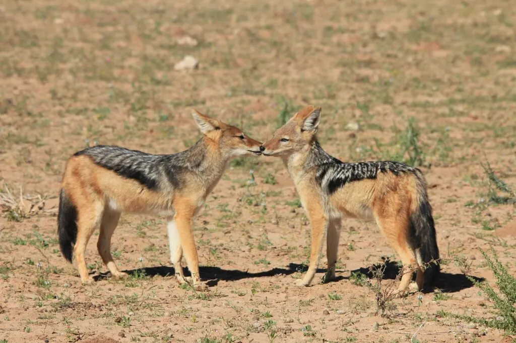 découvrez le chacal doré, un animal fascinant aux multiples facettes. apprenez-en plus sur son habitat, son comportement, et son rôle dans l'écosystème. explorez la vie de ce canidé adaptable et intelligent qui se retrouve dans diverses régions du monde.