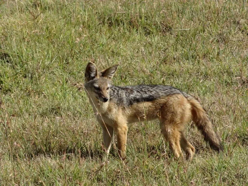 découvrez le chacal doré, un prédateur fascinant des savanes et forêts d'afrique et d'asie. explorez son habitat, son comportement social et son rôle dans l'écosystème. plongez dans l'univers captivant de cet animal aux mœurs intrigantes.