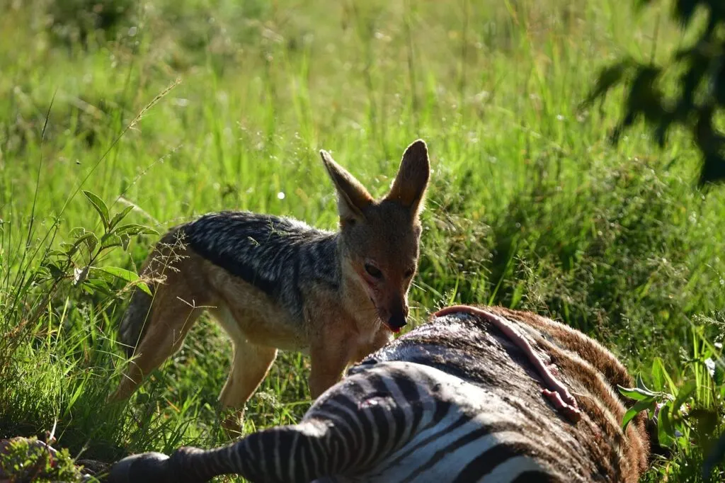 découvrez le chacal doré, un animal fascinant et adaptable, présent dans divers habitats à travers l'afrique, l'asie et l'europe. apprenez-en plus sur son comportement, son habitat et son rôle dans l'écosystème.