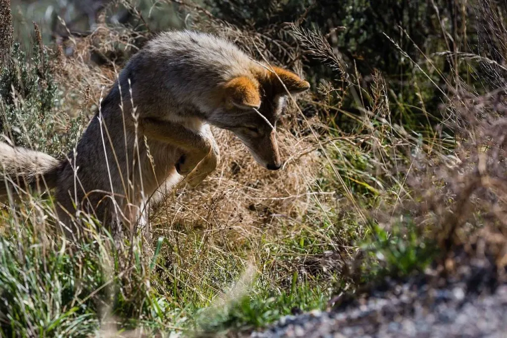 découvrez le chacal doré, un animal fascinant et adaptable, connu pour son intelligence et son rôle important dans l'écosystème. apprenez-en plus sur ses habitats, son comportement et sa place dans la nature.