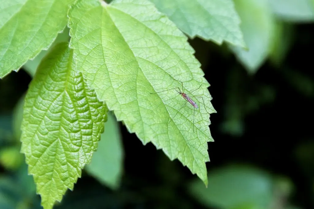 découvrez tout ce que vous devez savoir sur la saison des moustiques : les périodes de piqûres, les conseils pour vous protéger efficacement, et des astuces pour garder votre jardin sans insectes. préparez-vous à profiter de l'extérieur sans être dérangé par ces nuisibles !