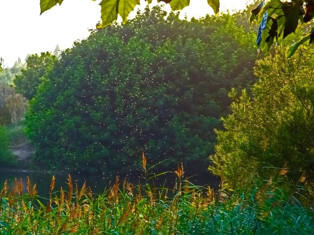 découvrez tout ce que vous devez savoir sur la saison des moustiques : conseils de prévention, astuces pour éviter les piqûres et solutions naturelles pour profiter de l'été en toute sérénité.