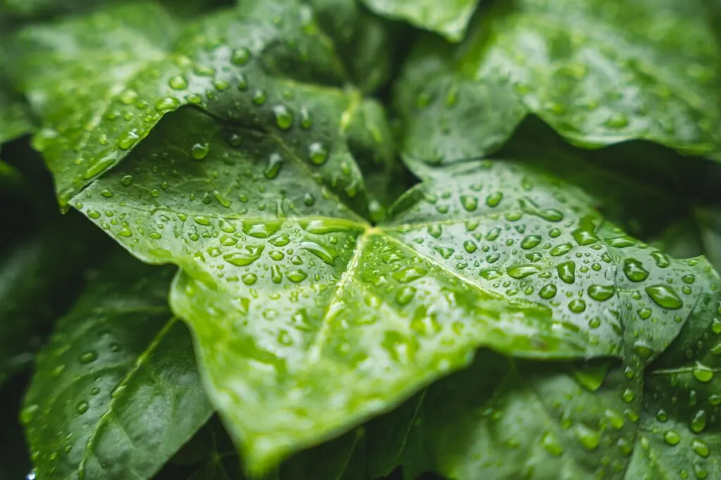 découvrez l'univers fascinant de la pluie : ses bienfaits pour la nature, son impact sur notre quotidien et des conseils pour profiter pleinement de ces moments pluvieux.