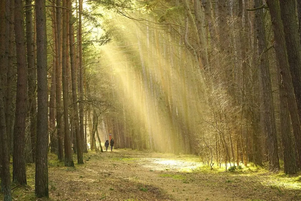 découvrez la magie des balades au coucher du soleil. profitez de paysages enchanteurs, de moments de sérénité et de la beauté naturelle qui s'éveille lorsque le soleil se couche. idéal pour les amateurs de nature et de moments de détente, nos promenades offrent une expérience inoubliable à chaque pas.