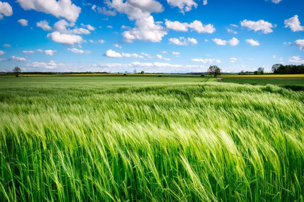 découvrez l'énergie renouvelable à travers notre parc éolien, une solution durable qui transforme le vent en électricité. explorez comment cette technologie contribue à réduire les émissions de carbone et à promouvoir un avenir énergétique propre.