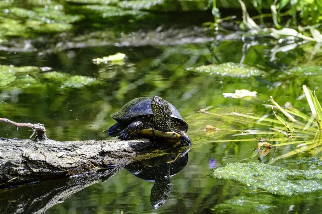 découvrez la tortue des marais européenne, une espèce fascinante au mode de vie aquatique unique. explorez ses habitats, ses comportements et les efforts de conservation pour protéger cette tortue emblématique d'europe.