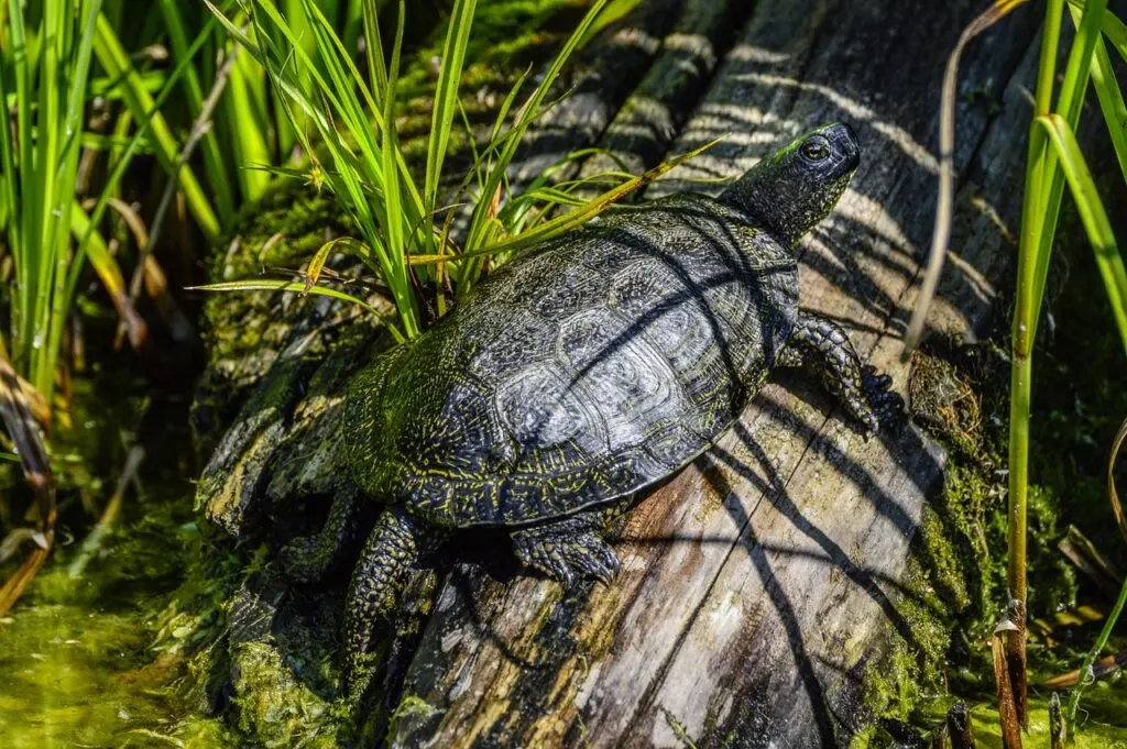 découvrez la tortue de mare européenne, une espèce fascinante en danger. apprenez sur son habitat, ses caractéristiques uniques et les efforts de conservation pour protéger cette créature emblématique des écosystèmes aquatiques en europe.