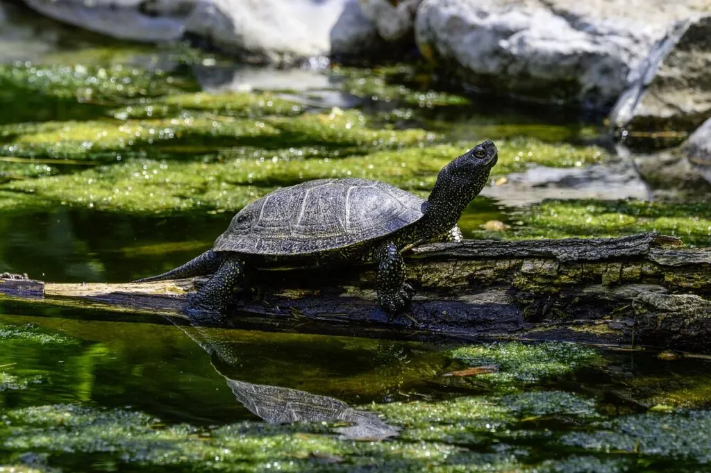 découvrez la tortue de mare européenne, une espèce fascinante qui habite les étangs et marais d'europe. apprenez-en plus sur son habitat, son comportement et les efforts de conservation pour protéger cette espèce menacée.