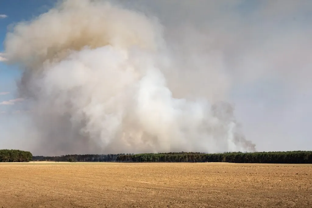 découvrez l'impact dévastateur des feux de forêt sur l'environnement et la biodiversité, ainsi que les stratégies de prévention et de lutte en vigueur. cette analyse approfondie vous plonge dans les causes et conséquences de ce phénomène croissant face aux changements climatiques.