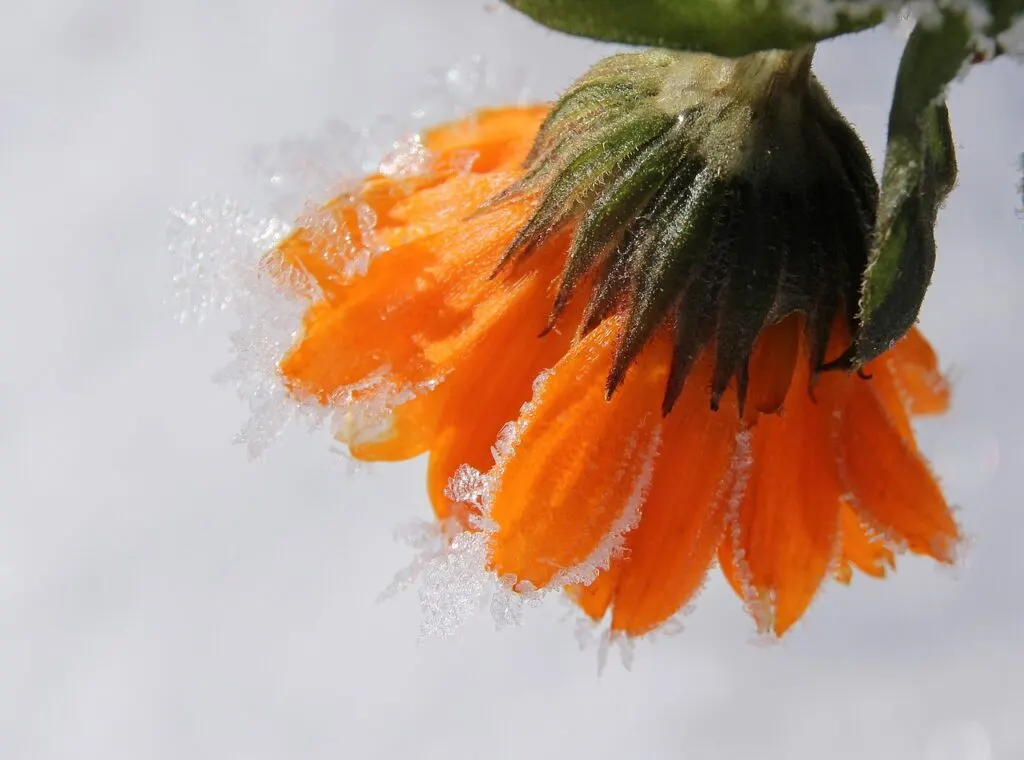 découvrez nos jardins enchanteurs, un havre de paix où la nature s'épanouit. promenez-vous parmi des fleurs colorées, des arbres majestueux et des paysages soigneusement entretenus. que vous recherchiez l'inspiration pour votre propre jardin ou une pause relaxante, nos jardins vous invitent à explorer la beauté de la flore.