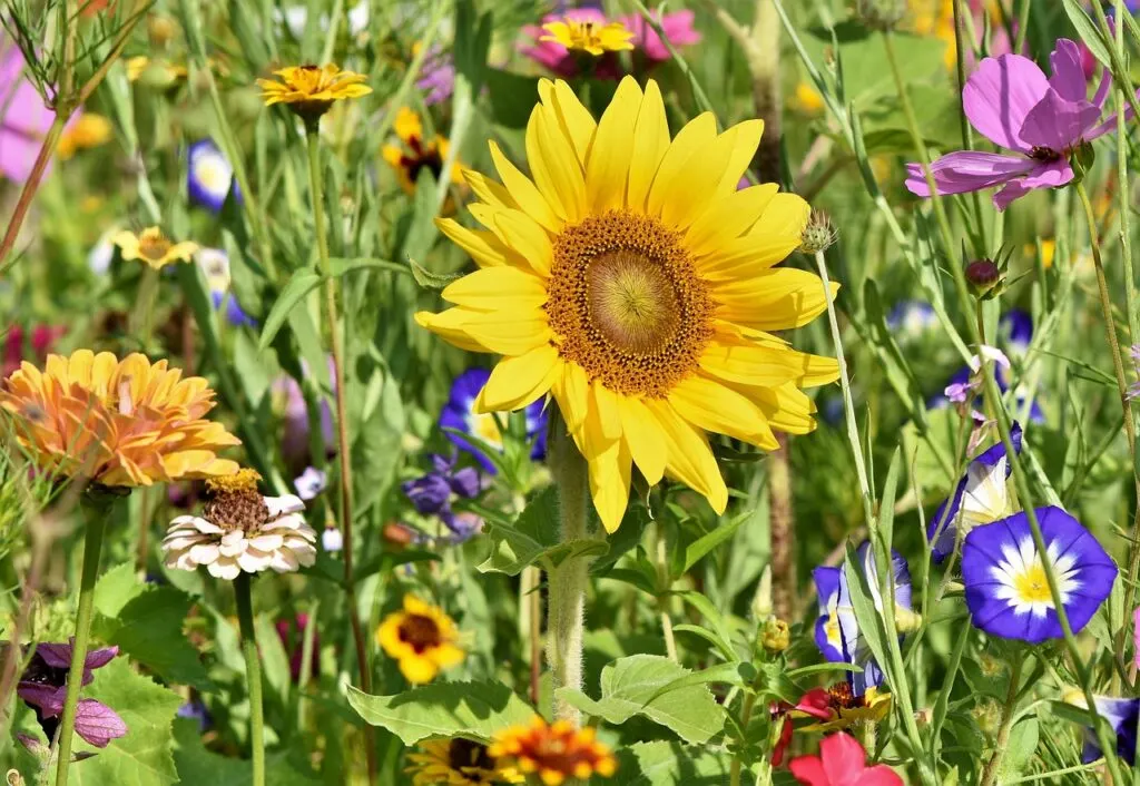 découvrez l'univers enchanteur des jardins : des idées de design, des conseils d'entretien et des plantes incontournables pour créer un espace extérieur harmonieux et apaisant.