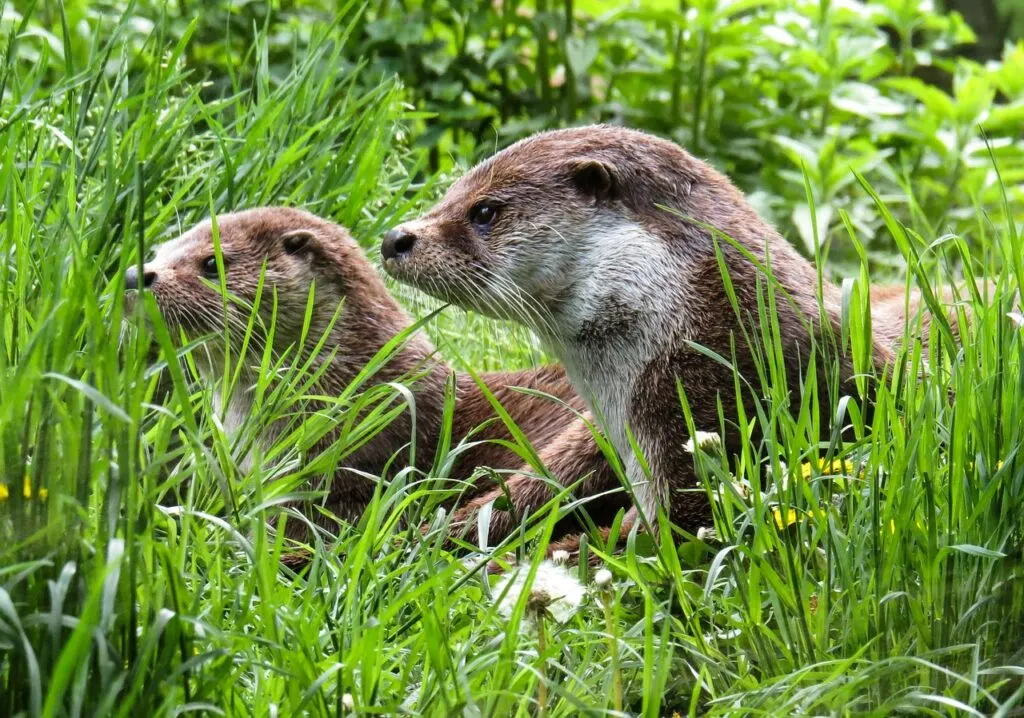 découvrez le monde fascinant des loutres, ces mammifères aquatiques adorables et joueurs. apprenez-en plus sur leur habitat, leur comportement et leur rôle essentiel dans l'écosystème. plongez dans l'univers captivant des loutres et laissez-vous séduire par leur charme unique.