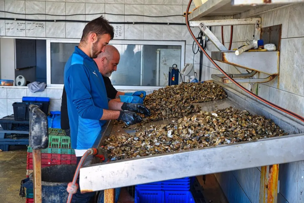 découvrez l'univers des huîtres : des saveurs marines uniques, des conseils de dégustation et des recettes savoureuses pour mettre en valeur ce fruit de mer. plongez dans l'art d'apprécier les huîtres et explorez les meilleures variétés pour vos repas.