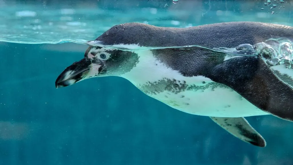 découvrez le monde fascinant de la natation : techniques, bienfaits pour la santé, conseils pour débutants et expertises pour améliorer vos performances aquatiques. plongez dans l'univers de la nage dès maintenant!