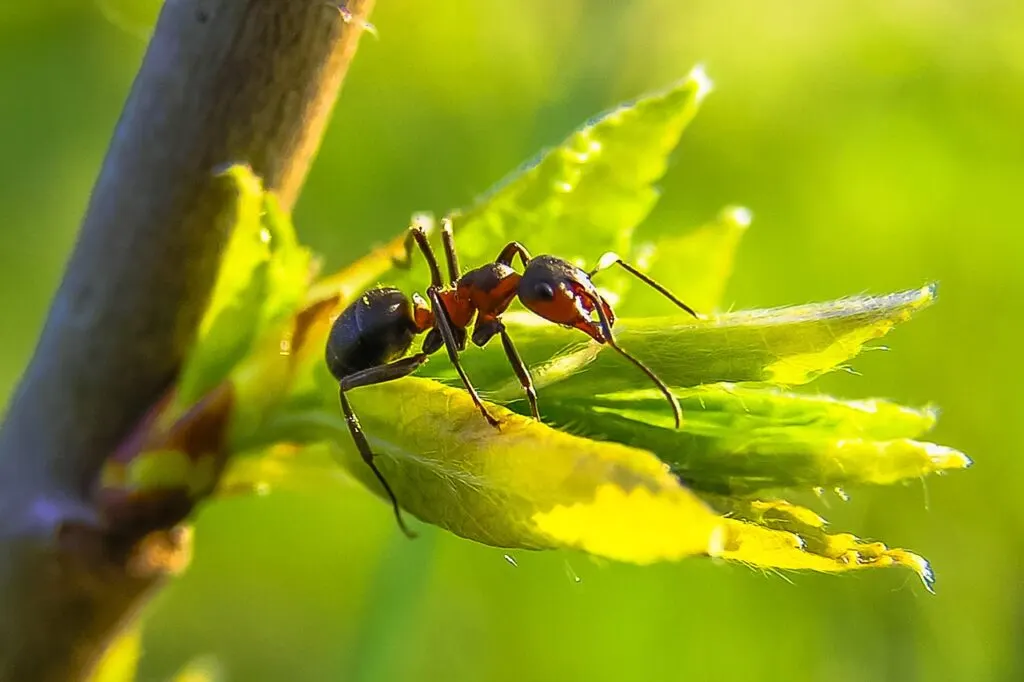 découvrez comment identifier, prévenir et éliminer efficacement une invasion de fourmis dans votre maison grâce à des conseils pratiques et des solutions naturelles ou professionnelles.